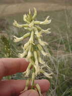 Sivun Astragalus oxyphysus A. Gray kuva