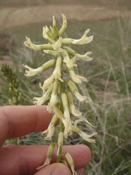 Image de Astragalus oxyphysus A. Gray