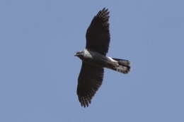 Image of Accipiter gentilis gentilis (Linnaeus 1758)