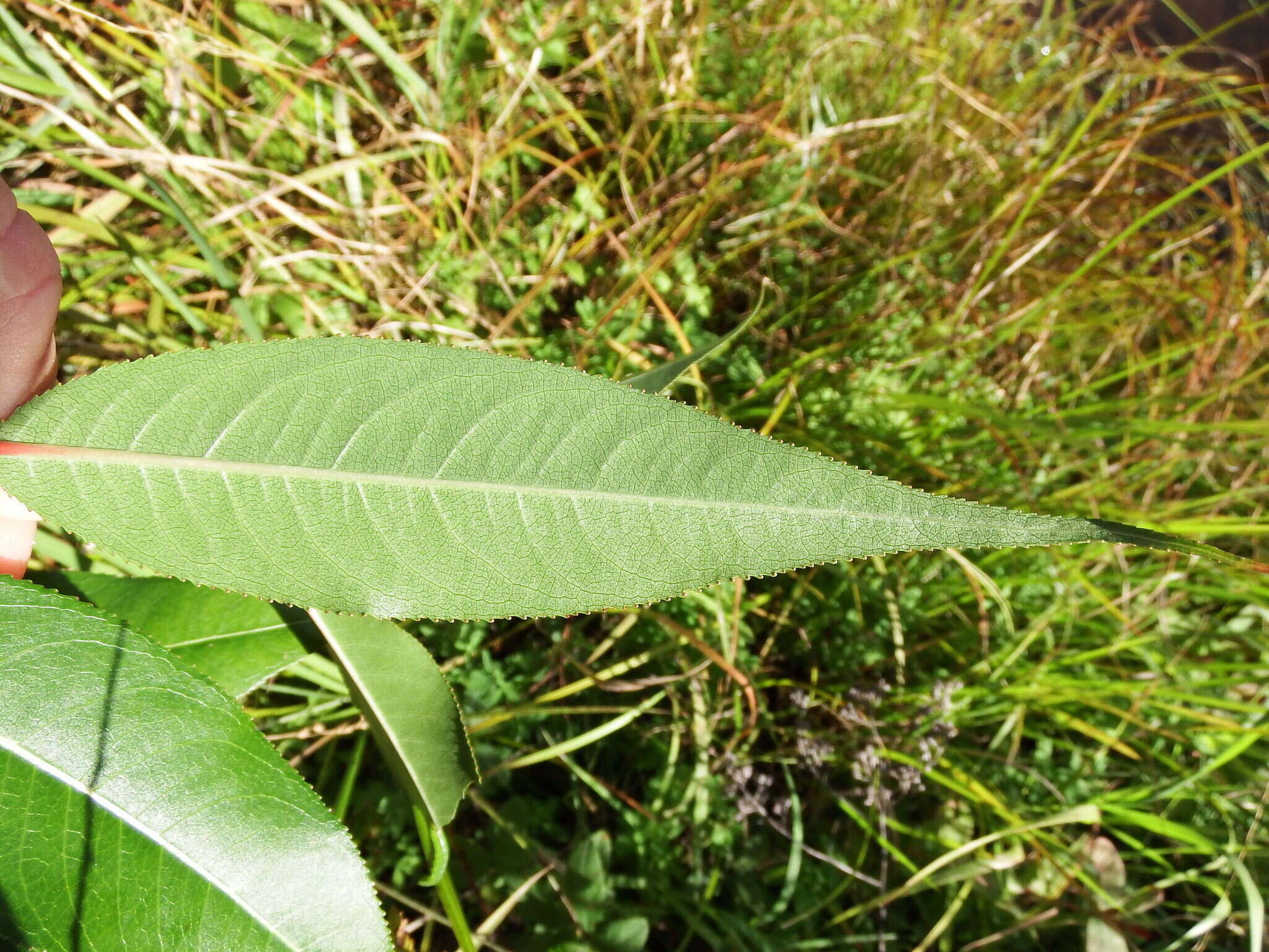 Image of shining willow