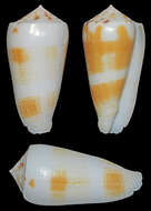 Image of Conus magus Linnaeus 1758