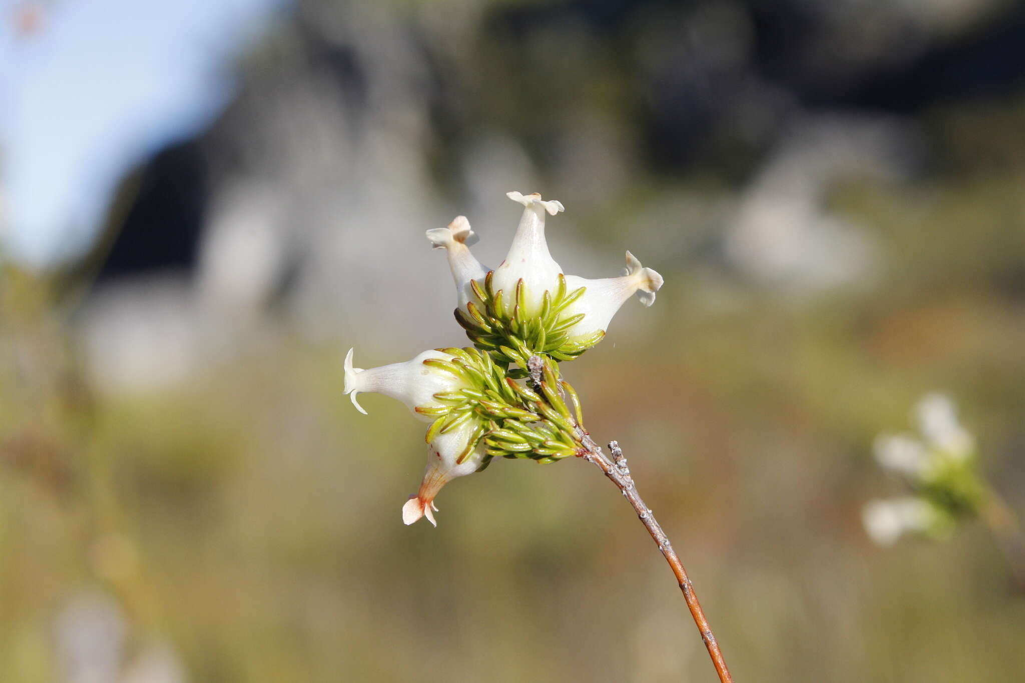 Image of Erica denticulata L.