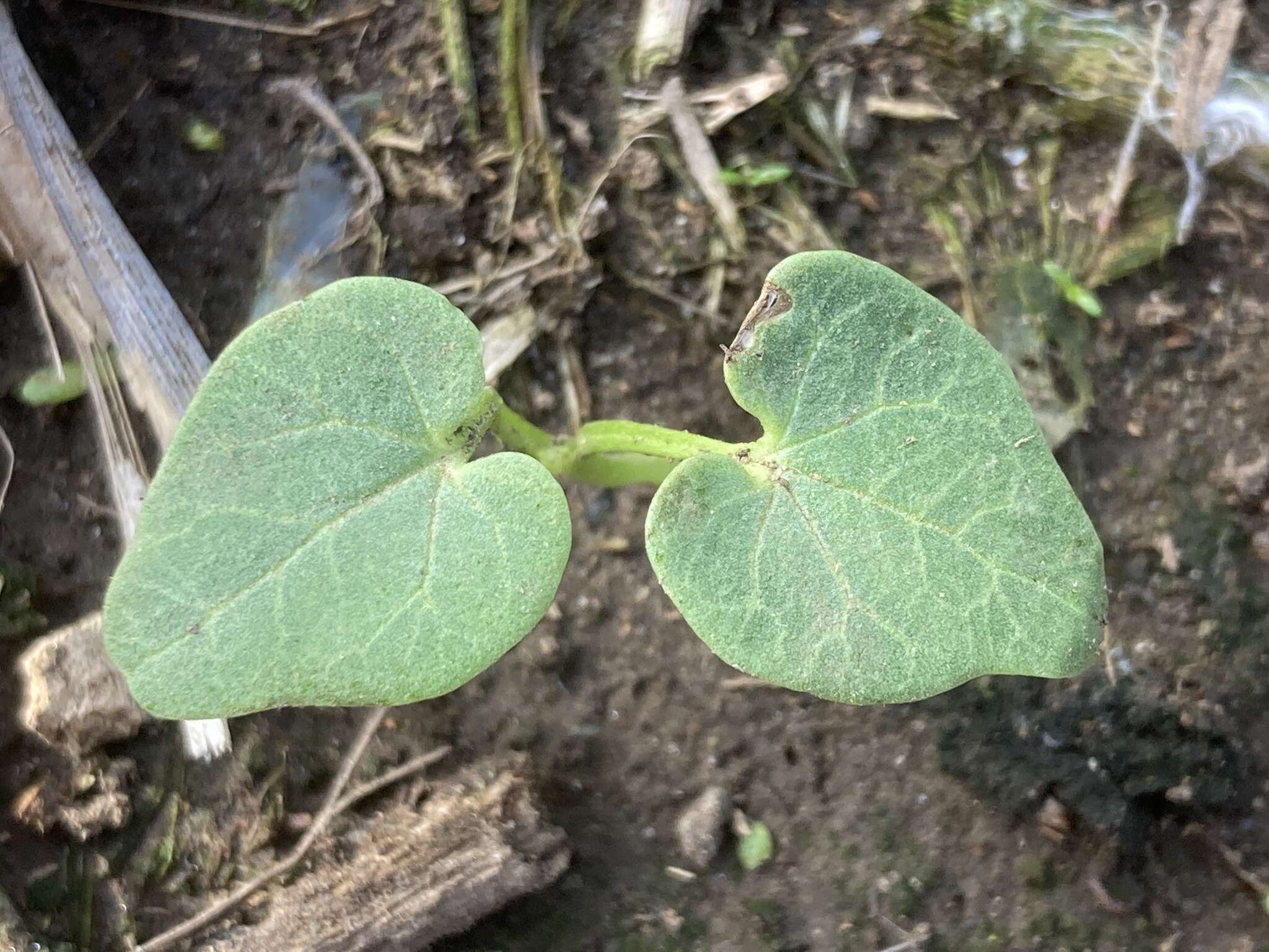 Imagem de <i>Malva <i>assurgentiflora</i></i> subsp. assurgentiflora