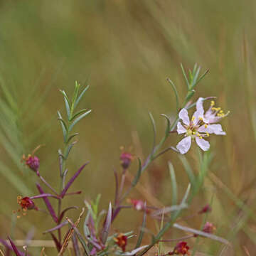 Image of Stalkflower