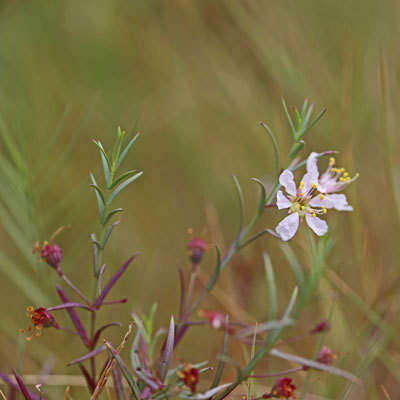 صورة Ammannia grayi S. A. Graham & Gandhi