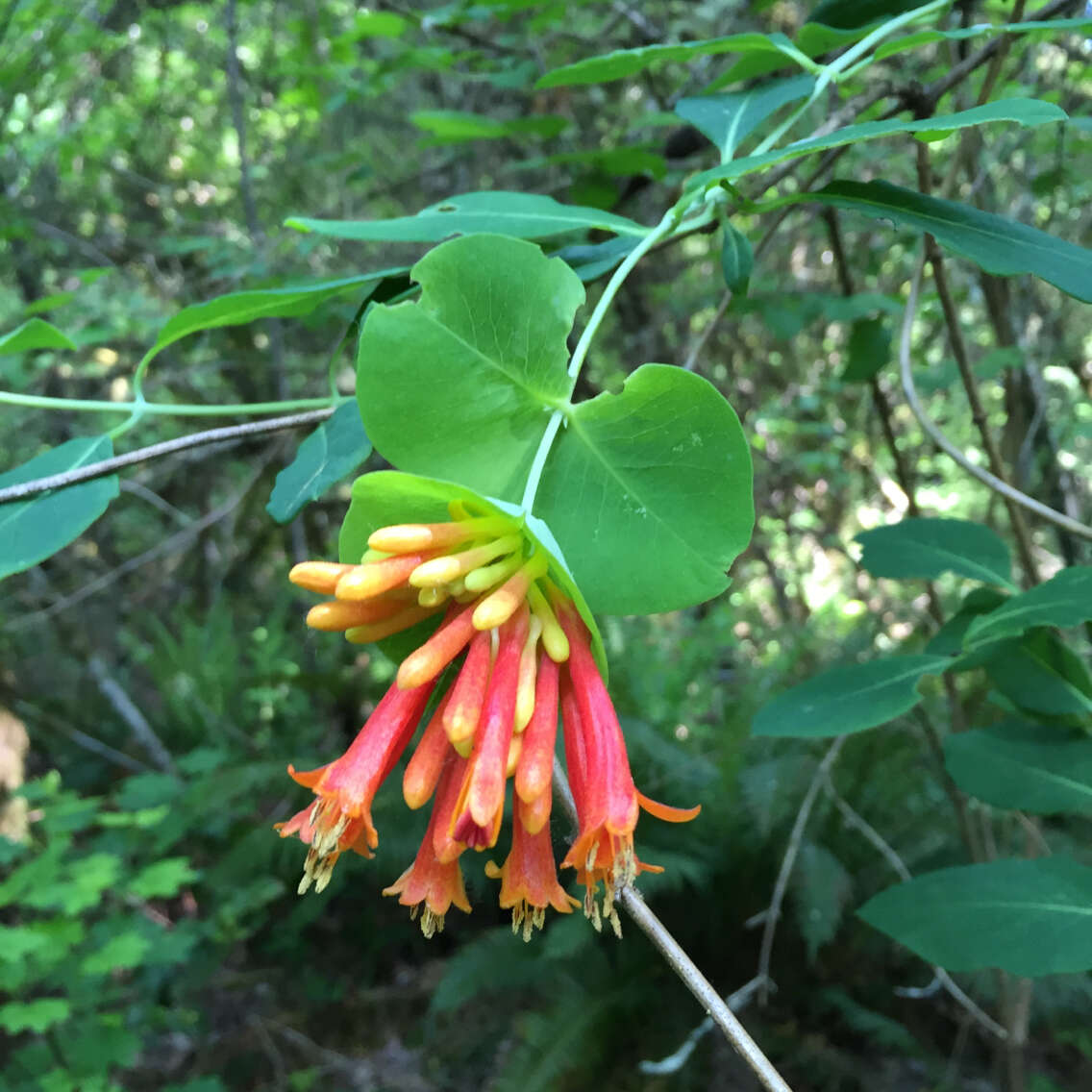 Image of Orange Honeysuckle