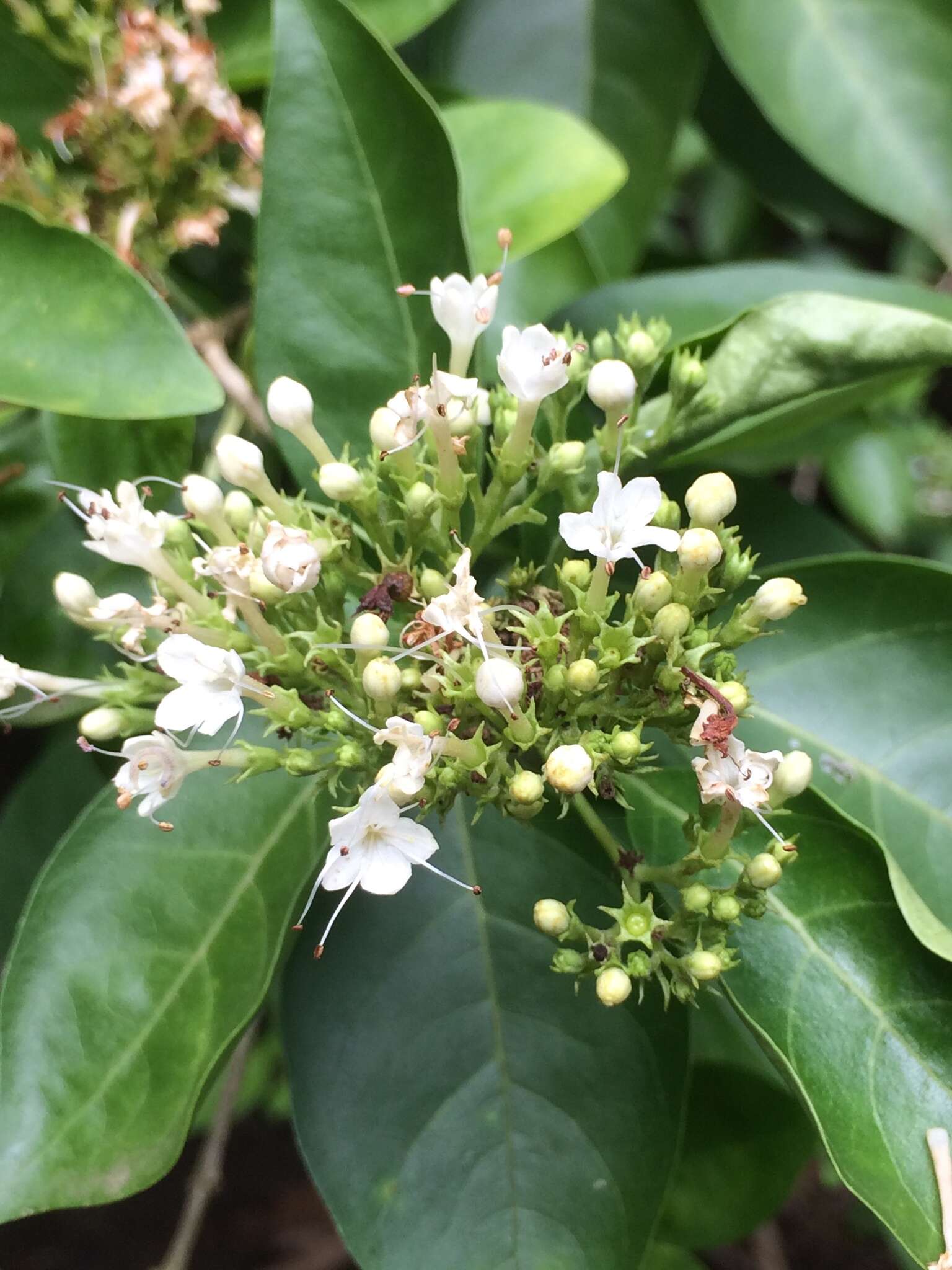 Imagem de Volkameria glabra (E. Mey.) Mabb. & Y. W. Yuan