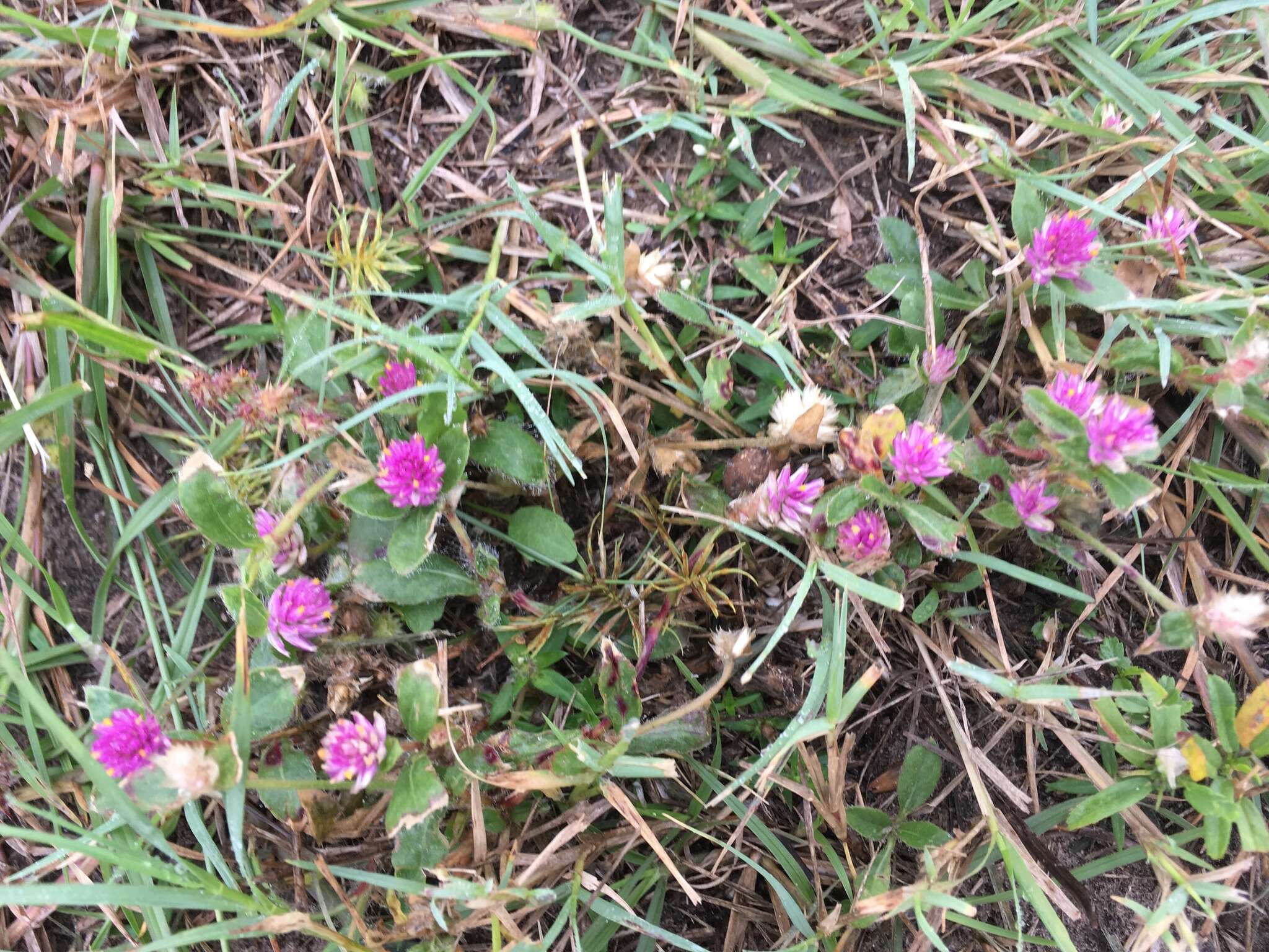 Gomphrena nealleyi Coult. & Fischer. resmi