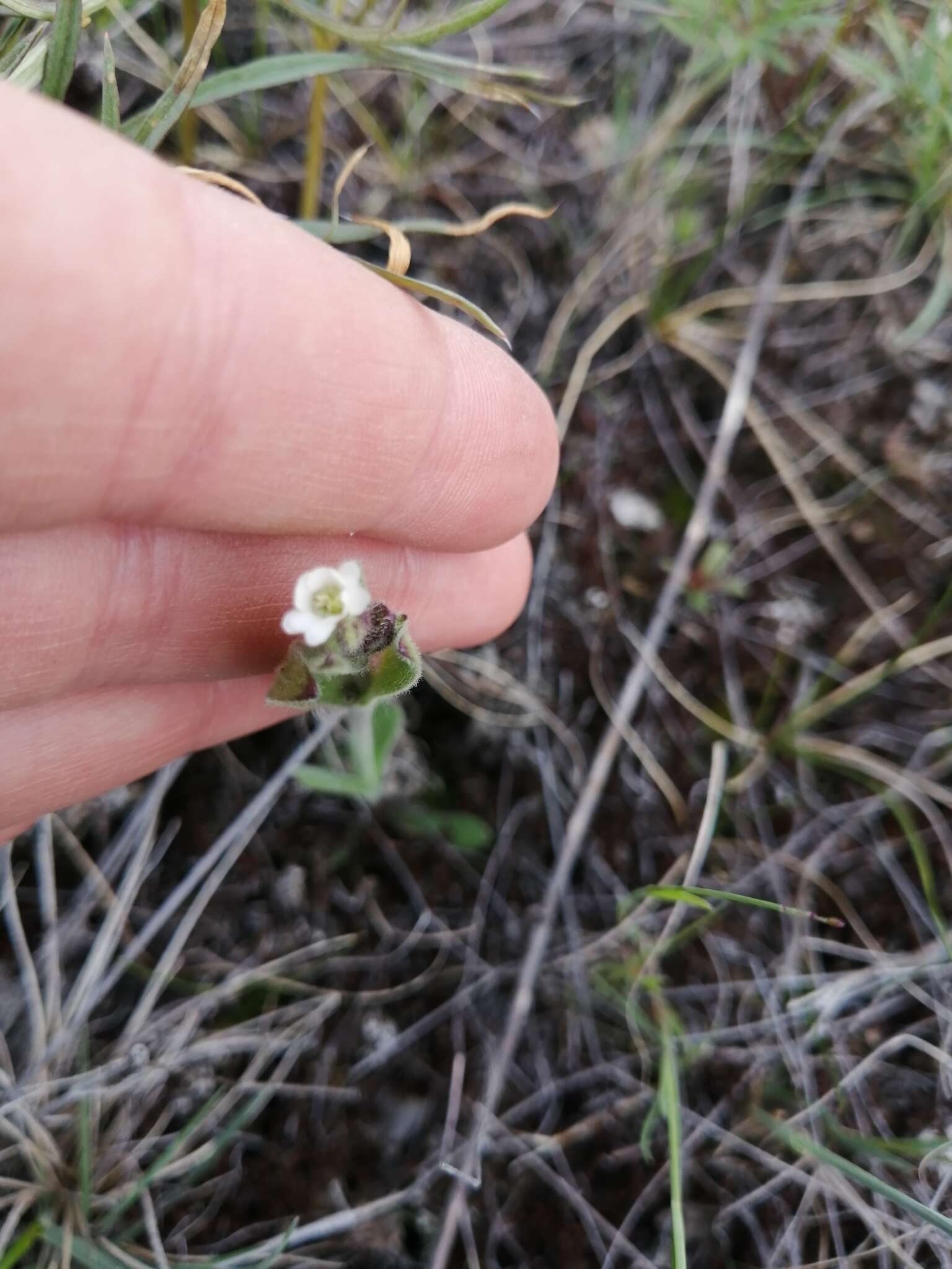 صورة Silene involucrata subsp. tenella (Tolmatchew) Bocquet