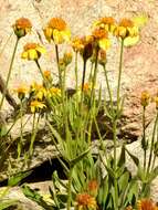 Image of hairy arnica