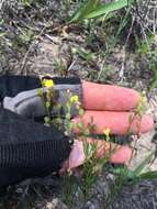 Oenothera linifolia Nutt.的圖片