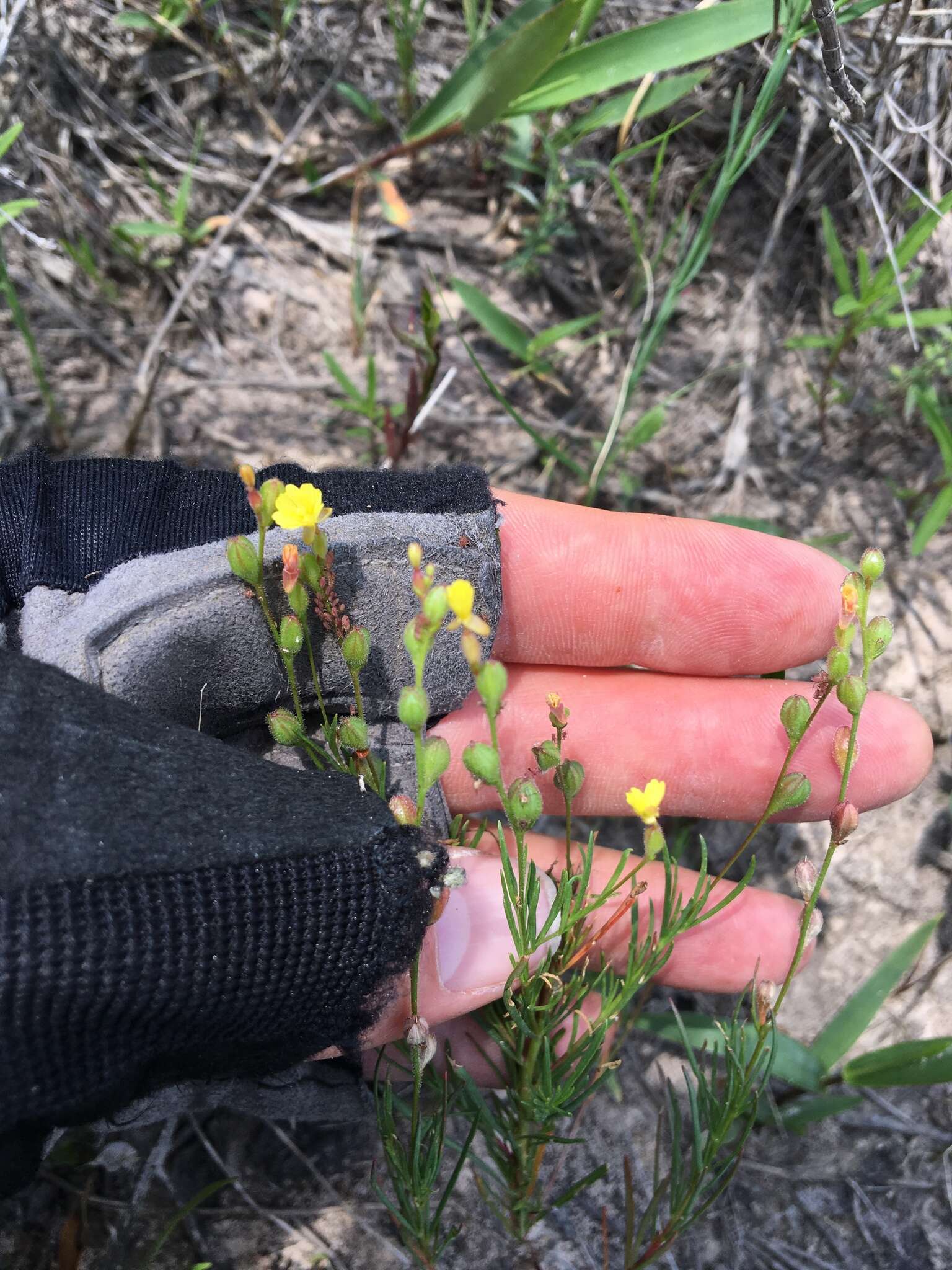 Oenothera linifolia Nutt.的圖片