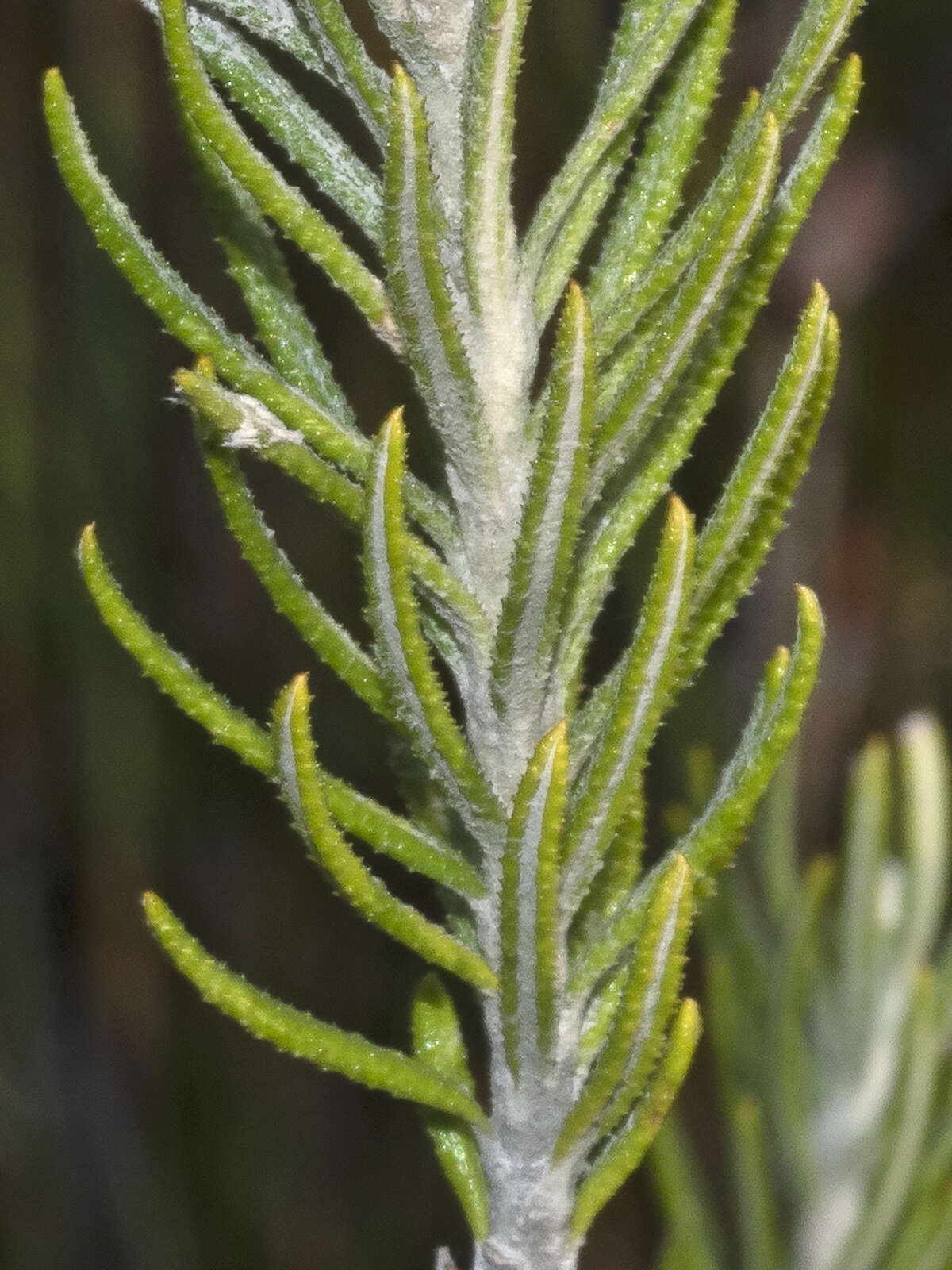 Ozothamnus rosmarinifolius (Labill.) DC. resmi