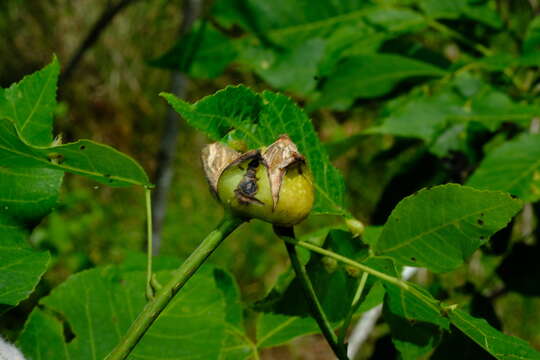 Image of Phylloxera caryaecaulis (Fitch 1855)