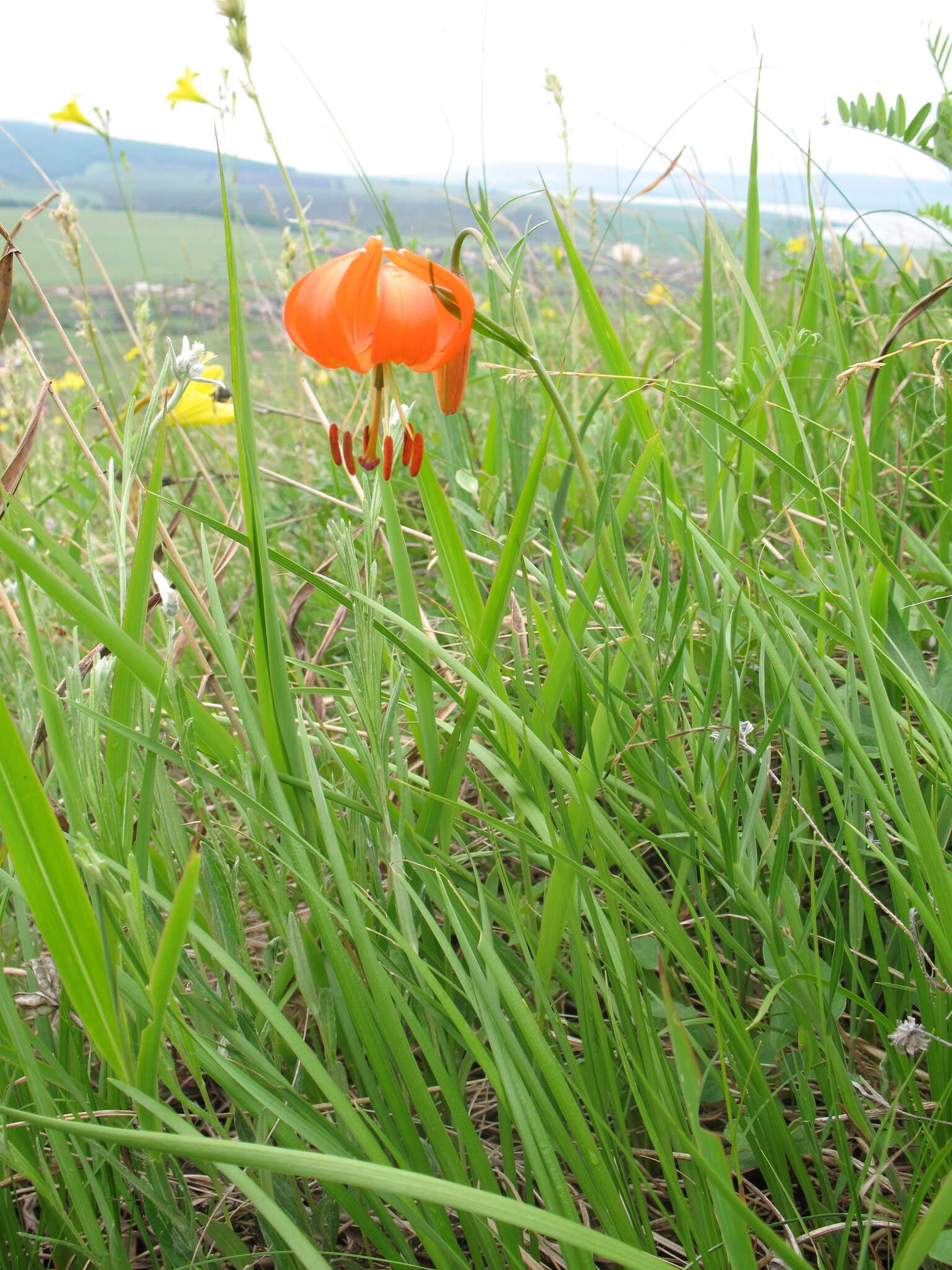 Image of Lilium pumilum Redouté