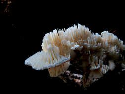 Image of Trametes vespacea (Pers.) Zmitr., Wasser & Ezhov 2012