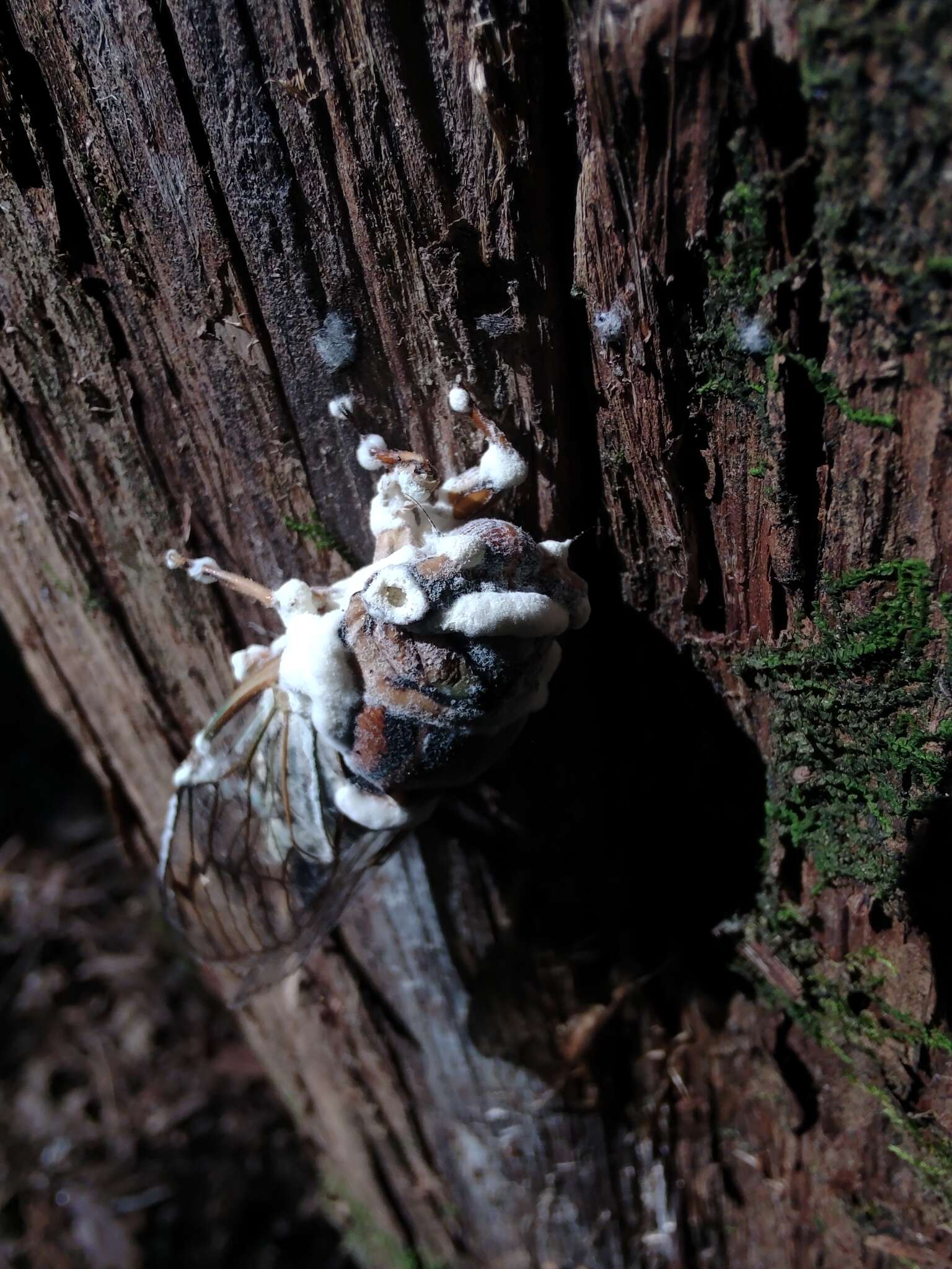 Image of Beauveria pseudobassiana S. A. Rehner & Humber 2011