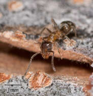 Image of Velvety Tree Ant