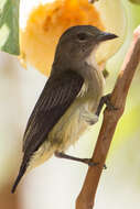 Image of Grey-sided Flowerpecker