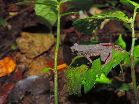 Image of Bleeding Toad