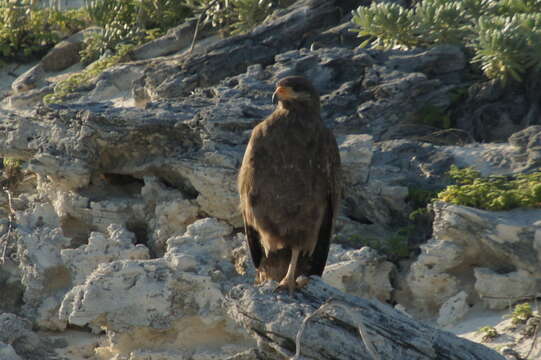 Image of Cuban Black Hawk