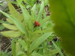 Image of Scarlet lily beetle