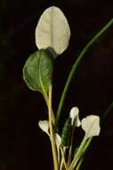 Imagem de Eriogonum nudum var. scapigerum (Eastwood) Jeps.