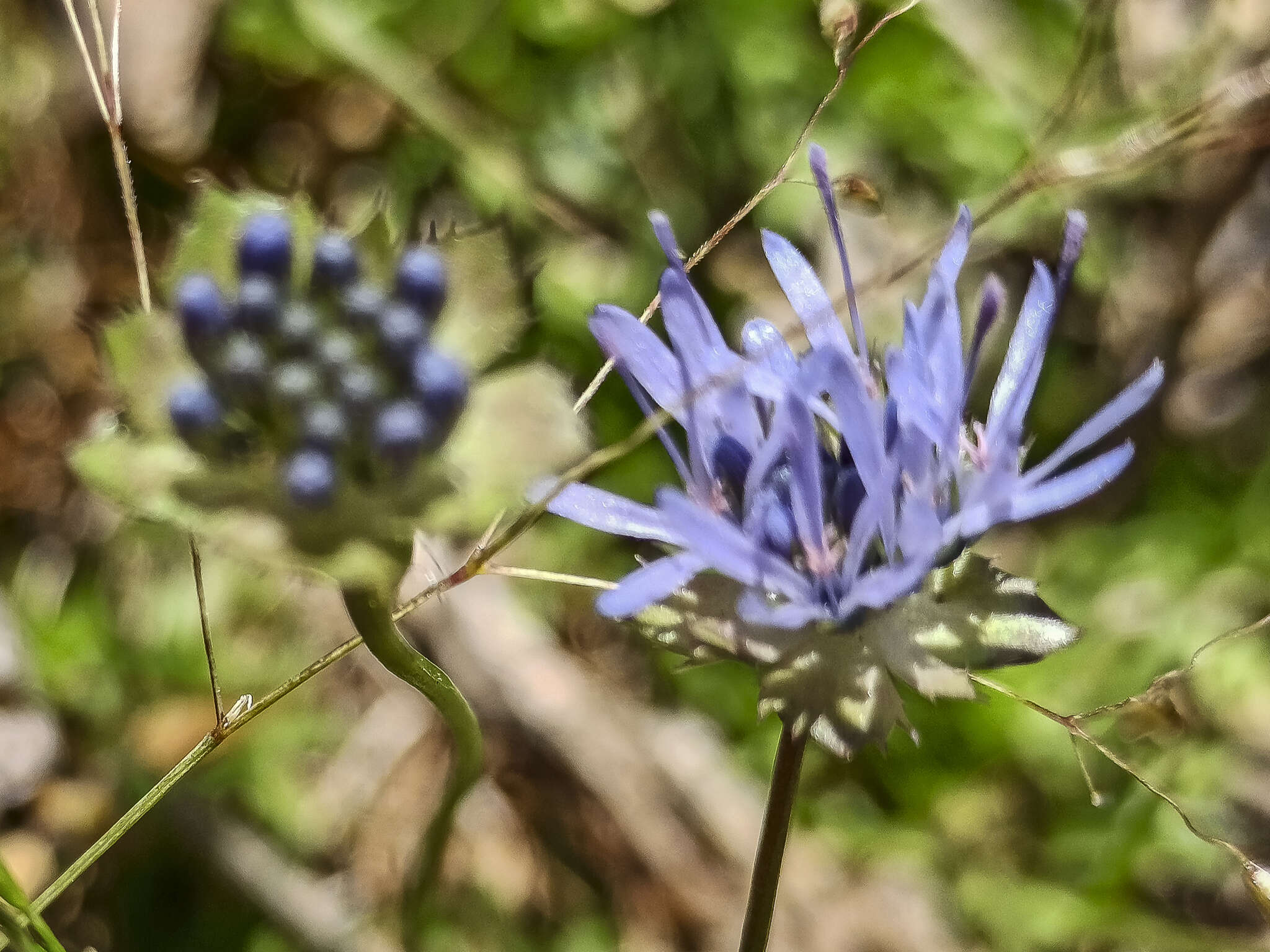 Jasione laevis subsp. carpetana (Boiss. & Reut.) Rivas Mart.的圖片