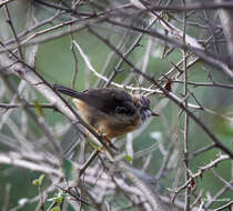 Plancia ëd Yuhina flavicollis Hodgson 1836