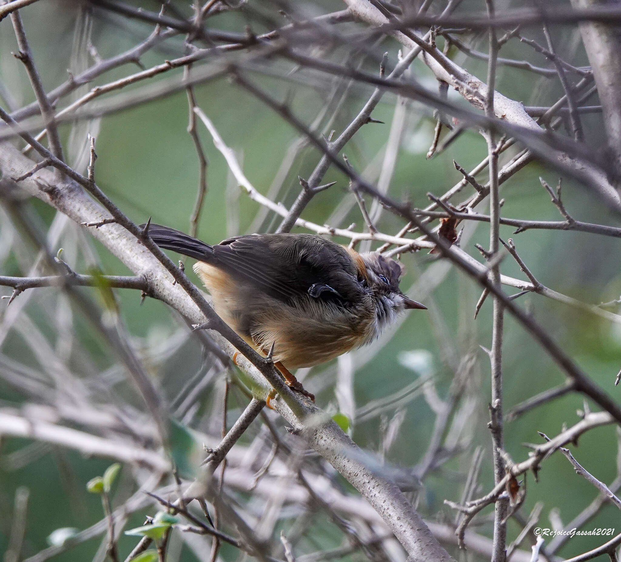 Image of Whiskered Yuhina