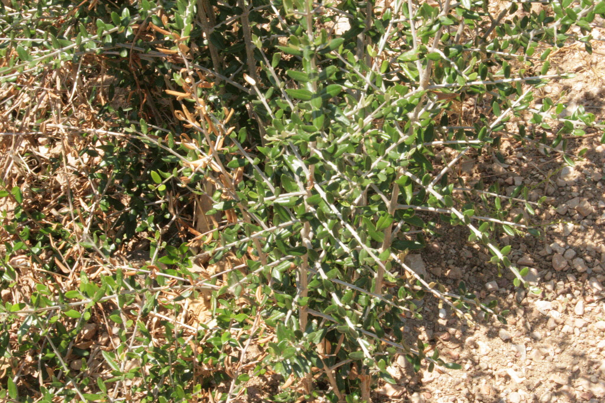 Image of European olive