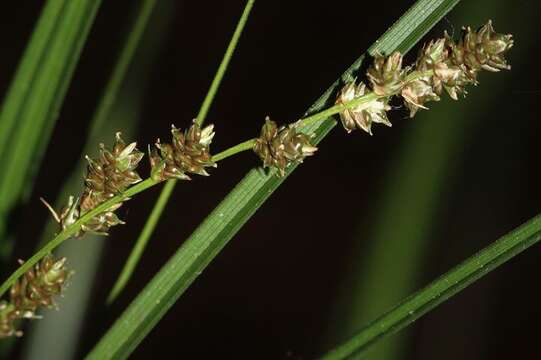 Carex decomposita Muhl. resmi