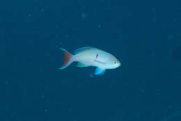 Image of Red-bar anthias