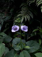 Image of gloxinia