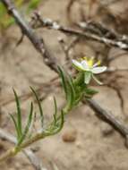 Imagem de Spergula villosa Persoon