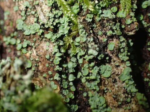 Image of Clam lichens