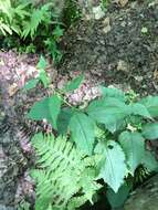 Image of Broad-leaved goldenrod