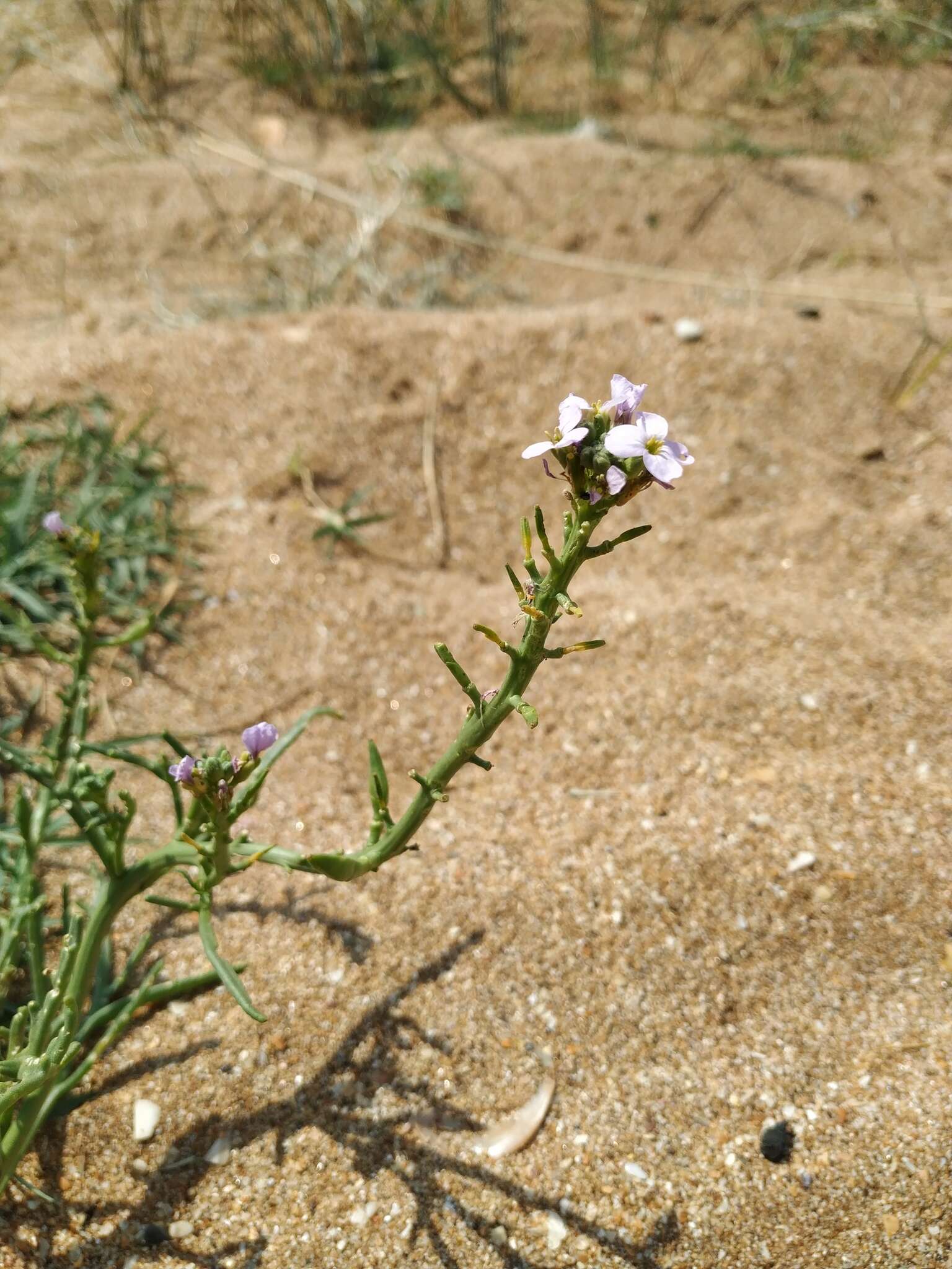 Image of Cakile maritima subsp. euxina (Pobed.) Nyár.