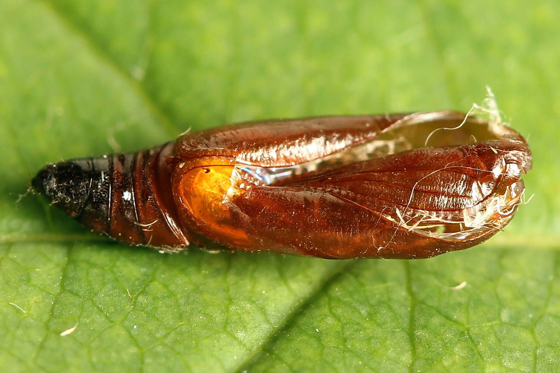 Image of Agonopterix heracliana Linnaeus 1758