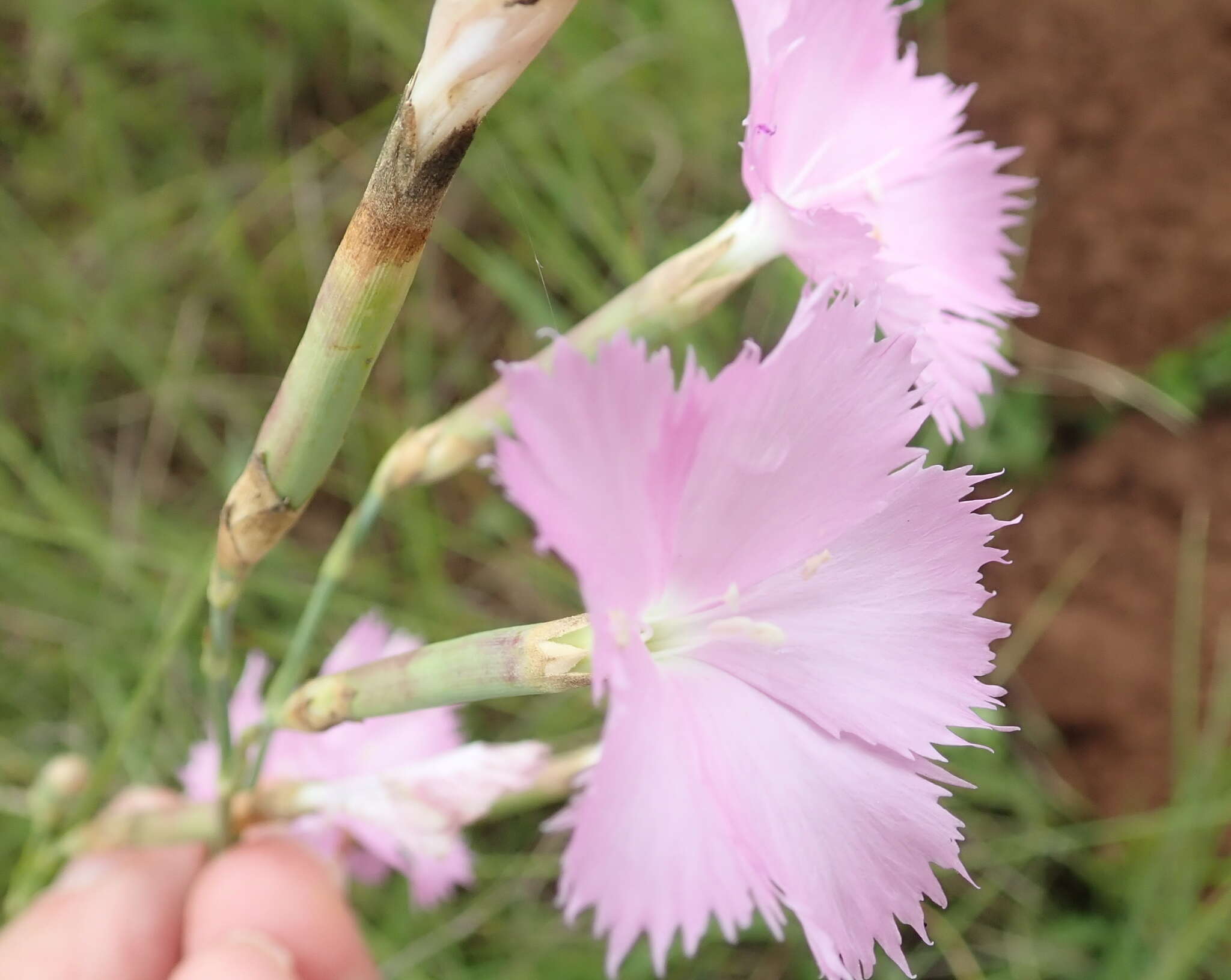 Image of Dianthus zeyheri Sond.