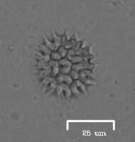 Image of Pseudopediastrum