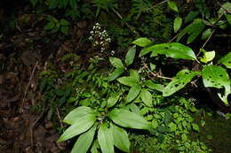 صورة Valeriana sorbifolia Kunth