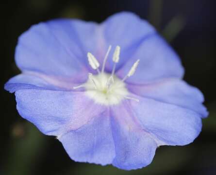 Image of wild dwarf morning-glory