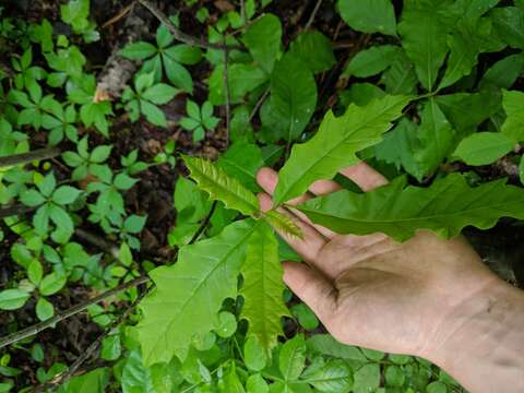 Image de Quercus leana Nutt.