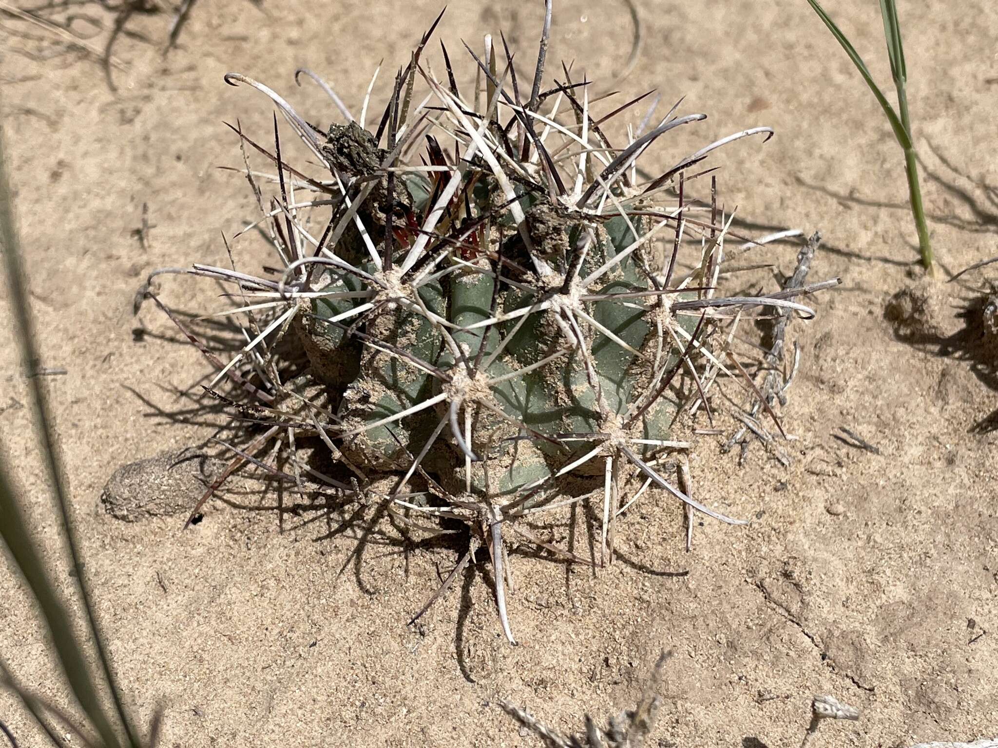 Plancia ëd Sclerocactus cloverae K. D. Heil & J. M. Porter