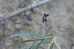 Image de Ceropegia minima (R. A. Dyer) Bruyns