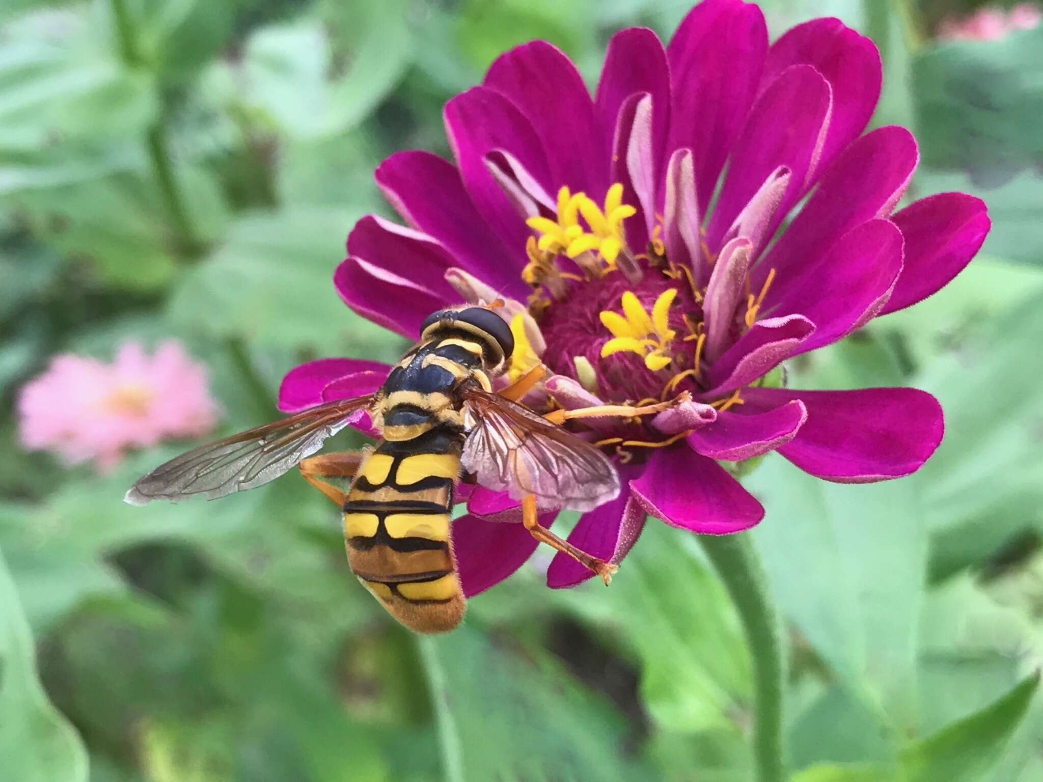 Image of Yellowjacket Hover Fly