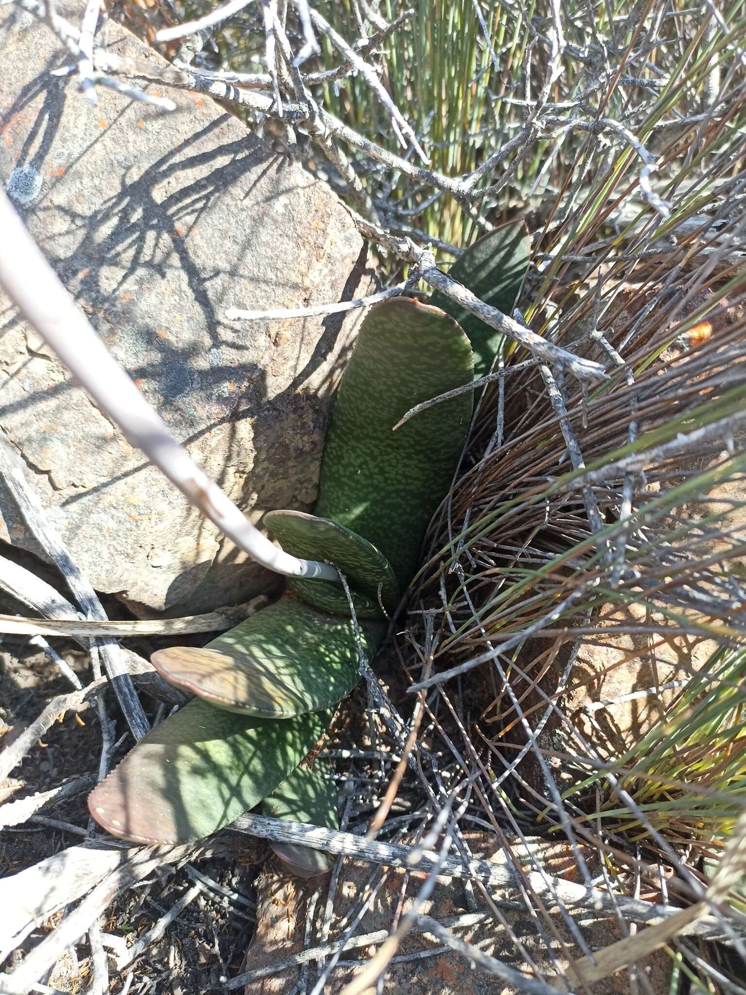 Image of Gasteria disticha var. disticha