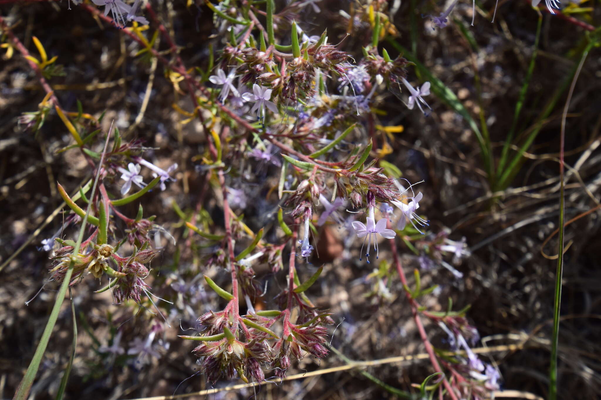 Image of manyflowered ipomopsis