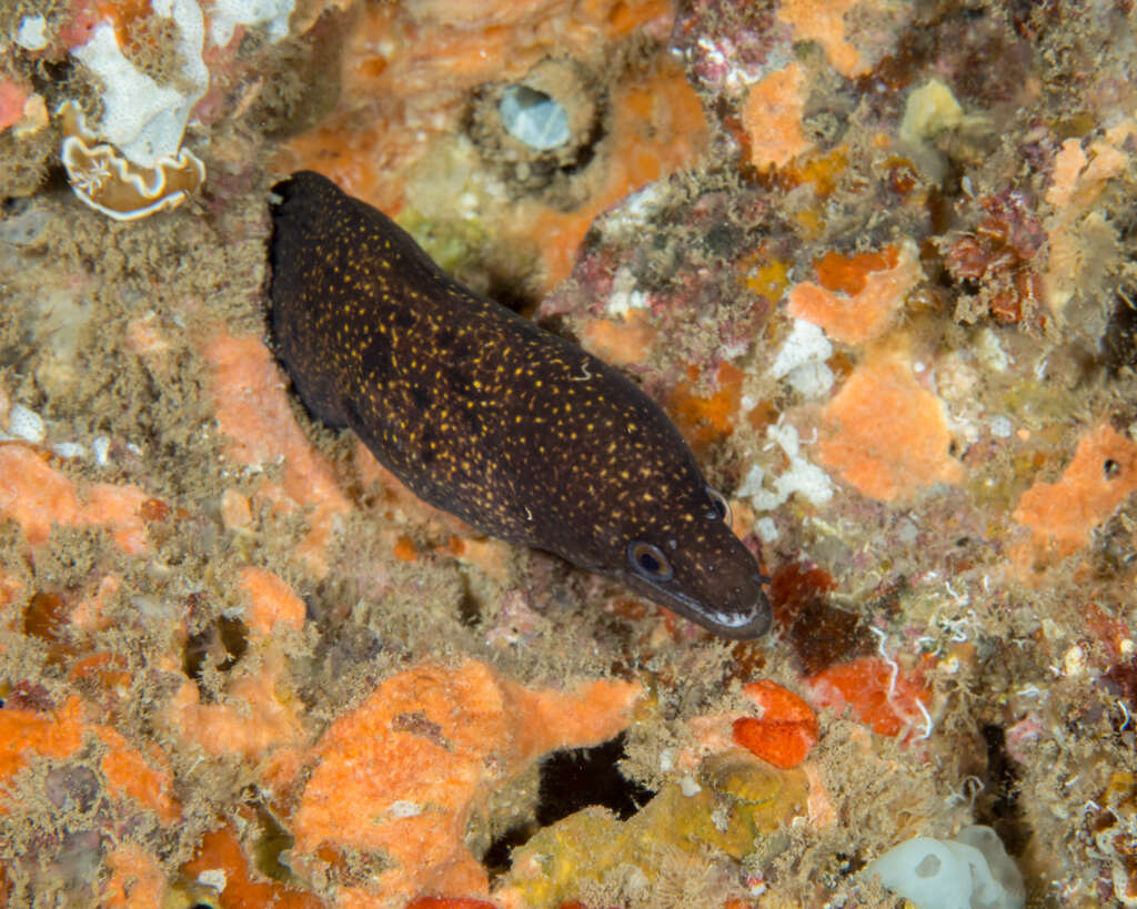 Image of Abbott's moray eel